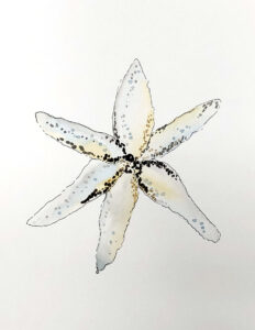 watercolor starfish