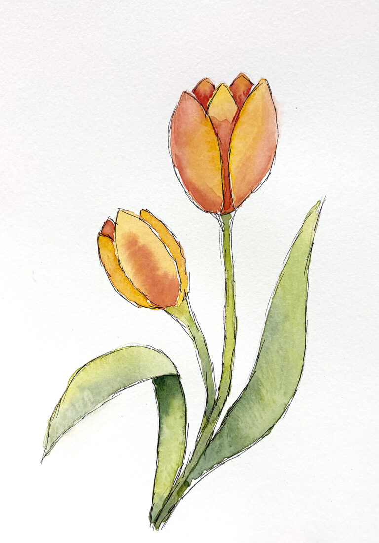 Watercolor Tulip project