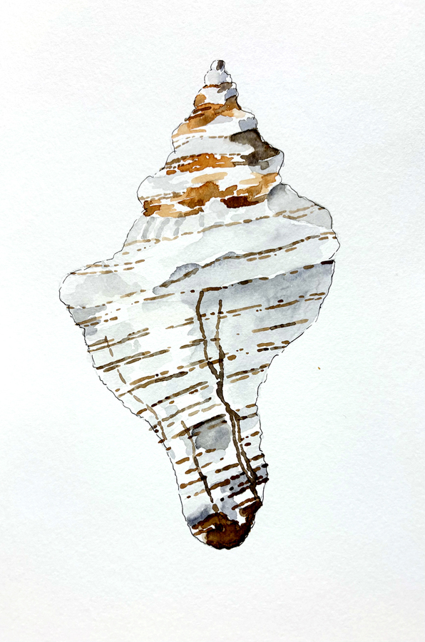 watercolor shell