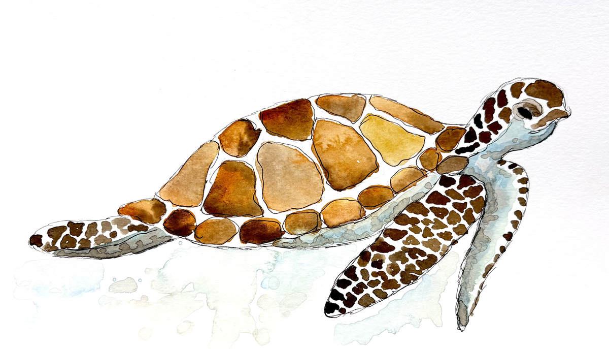 watercolor sea turtle